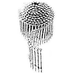 80093201569 NAIL SPIRAL 2-1/4