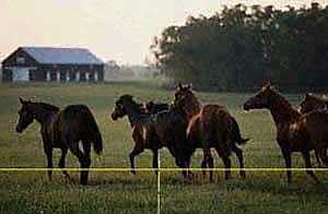 181 7/8INX150M(492') TAPE ELEC