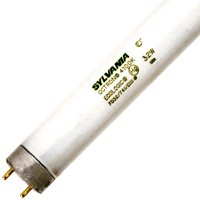 22186 FO32T8 CW FLUO BULB 2PK